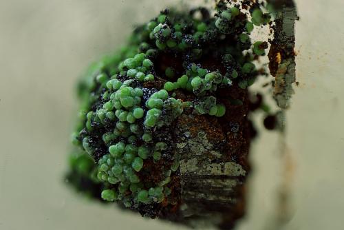 Conicalcita sobre arsenopirita.<br />Mina Alcantarilla, Encinilla Baja-Ventosilla, Belalcázar, Comarca Los Pedroches, Córdoba, Andalucía, España<br />Campo de visión de 4 mm.<br /> (Autor: Antonio Carmona)