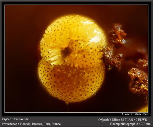 Cacoxenite<br />Fumade, Castelnau-de-Brassac, Tarn, Occitanie, France<br />fov 0.7 mm<br /> (Author: ploum)