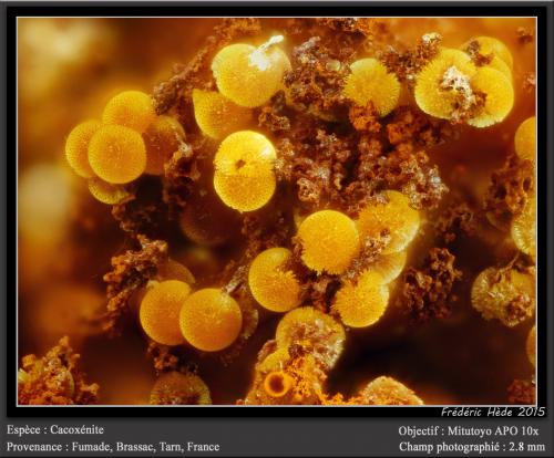 Cacoxenite<br />Fumade, Castelnau-de-Brassac, Tarn, Occitanie, France<br />fov 2.8 mm<br /> (Author: ploum)