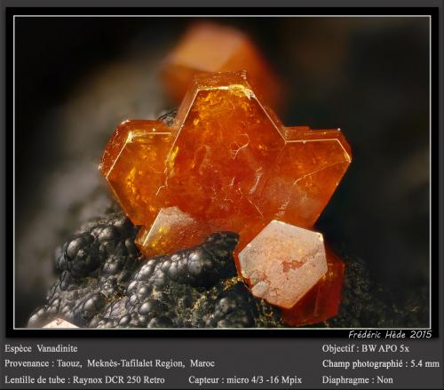 Vanadinite<br />Taouz, Provincia Er Rachidia, Región Drâa-Tafilalet, Marruecos<br />fov 5.4 mm<br /> (Author: ploum)