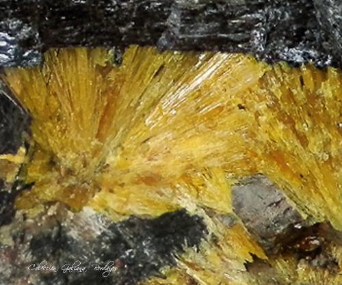 Raita<br />Seidozeritovyi pegmatita, Monte Suoluaiv, Macizo Lovozero, Península Kola, Murmanskaja Oblast, Región del Norte, Rusia<br />Encuadre de la fotografía 12 mm.<br /> (Autor: Rafael Galiana)
