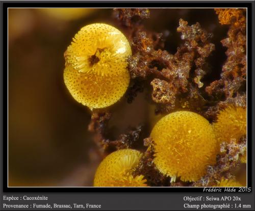 Cacoxenite<br />Fumade, Castelnau-de-Brassac, Tarn, Occitanie, France<br />fov 1.3 mm<br /> (Author: ploum)