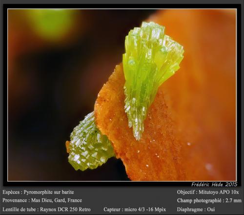 Pyromorphite on Barite<br />Mas Dieu, Mercoirol, Alès, Gard, Occitanie, France<br />fov 2.7 mm<br /> (Author: ploum)