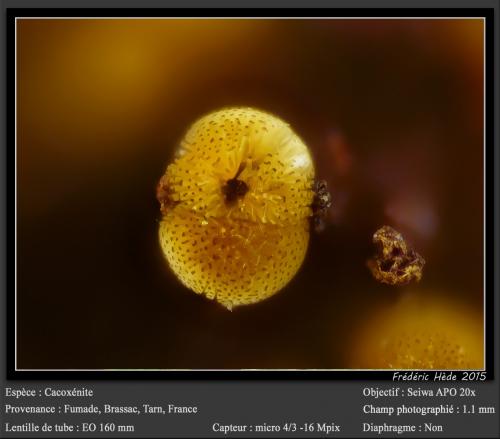 Cacoxenite<br />Fumade, Castelnau-de-Brassac, Tarn, Occitanie, France<br />fov 1.1 mm<br /> (Author: ploum)