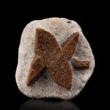 Estaurolita [Staurolite]<br />Pestsovye Keivy, Montes Keivy, Península Kola, Murmanskaja Oblast, Región Norte, Rusia<br />3.5 x 4 x 1.5 cm / cristal principal: 3.1 cm<br /> (Autor: Museo MIM)