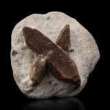 Estaurolita [Staurolite]<br />Pestsovye Keivy, Montes Keivy, Península Kola, Murmanskaja Oblast, Región Norte, Rusia<br />7.5 x 7.5 x 4 cm / cristal principal: 6.6 cm<br /> (Autor: Museo MIM)