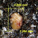 Synchysita-(Ce).Afloramientos Adra, Adra , Comarca Poniente Almeriense, Almería, Andalucía, España1´36 x 0´89 mm. (Autor: Jesus Franquesa Baucells)