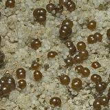 Rhodochrosite, Fluorapatite, PyriteMina Foote Lithium Co. (Mina Foote), Distrito Kings Mountain, Condado Cleveland, North Carolina, USA (Author: am mizunaka)