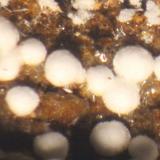 AlumohydrocalcitaElvira Mine, Rocabruna, Bruguers, Gavà, Comarca Baix Llobregat, Barcelona, Catalonia / Catalunya, Spain21 x 17 x 15mm. (Autor: José Luis Zamora)