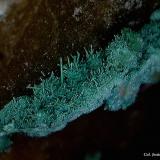 Cobre pseudomórfico de Malaquita.<br />El Pinar de Bédar, El Pinar, Bédar, Comarca Levante Almeriense, Almería, Andalucía, España<br />4´70 x 3´71 mm.<br /> (Autor: Jesus Franquesa Baucells)