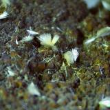 Ferrierite-Mg<br />Wildon (former Weitendorf), Leibnitz District, Styria/Steiermark, Austria<br />2,5 x 1,5 cm<br /> (Author: Volkmar Stingl)