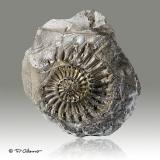 Pirita<br />Pozo Unterstürmig, Eggolsheim, Distrito Forchheim, Alta Franconia (Oberfranken), Baviera/Bayern, Alemania<br />6cm x 6cm x 4cm<br /> (Autor: Pere Alonso)