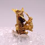 Gold<br />Tiglit, Assa-Zag Province, Guelmim-Oued Noun Region, Morocco<br />6.5 mm x 7 mm<br /> (Author: Don Lum)