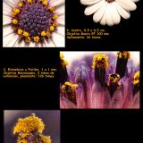Distintas tomas de una Flor (Autor: Jose Angel Carrero)