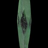 Beryl<br />Medina Municipality, Minas Gerais, Brazil<br />12.6 x 2.7 cm<br /> (Author: am mizunaka)