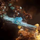 Spangolita, brochantita, paratacamita y calcoalumita<br />Mina Esperanza (antigua Mina del Oro), Cala del Mal Paso, Cuevas del Almanzora, Comarca Levante Almeriense, Almería, Andalucía, España<br />Campo de visión de 2 mm.<br /> (Autor: Antonio Carmona)