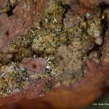 Mimetita.<br />Cercal, Santiago do Cacém, Distrito Setúbal, Región Área Metropolitana de Lisboa, Portugal<br />6´09x4´34 mm.<br /> (Autor: Jesus Franquesa Baucells)