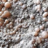 RhodochrositeMina Valgraveglia (Mina Gambatesa), Reppia, Valle Graveglia, Ne, Provincia Génova, Liguria, Italia7 x 6 cm (Author: Volkmar Stingl)