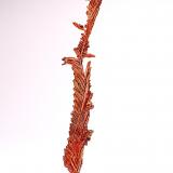 Copper<br />Itauz Mine, Dzhezkazgan, Karaganda Region, Kazakhstan<br />77 mm x 12 mm x 11 mm<br /> (Author: Don Lum)