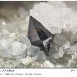 Anatase with Albite<br />Ville des Glaciers, Savoie, Auvergne-Rhône-Alpes, France<br />fov 8.1 mm<br /> (Author: ploum)