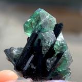 Fluorite, Schorl<br />Erongo Mountain, Usakos, Erongo Region, Namibia<br />41 mm x 36 mm. Largest crystal: 16 mm<br /> (Author: Carles Millan)