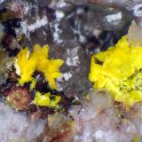 BergenitaCantera Streuberg, Distrito minero Zobes y Bergen, Vogtlandkreis, Sajonia/Sachsen, AlemaniaCristales de hasta 3 mm. (Autor: Antonio P. López)