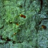 Anatase<br />Garbarino, Rovegno, Genova Province, Liguria, Italy<br />4 x 2,5 cm<br /> (Author: Volkmar Stingl)