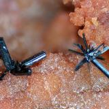 Groutita, Ópalo<br />Mina Black Water, Cuenca Black Mesa, Distrito Chinle, Condado Apache, Arizona, USA<br />Cristales de hasta 2 mm.<br /> (Autor: Antonio P. López)