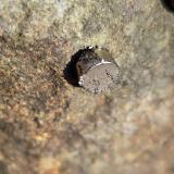 ironstone nodule<br />Northumberland, England / United Kingdom<br />10 cm<br /> (Author: Forrestblyth)