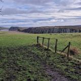 Dolerite<br />Northumberland, England / United Kingdom<br />500 meters<br /> (Author: Forrestblyth)