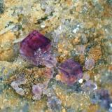 Fluorita, Barita, Cuarzo<br />Mina San Camilo, Vista Alegre, Cartagena, Comarca Campo de Cartagena, Región de Murcia (Murcia), España<br />Cristal mayor 1,5 mm.<br /> (Autor: Antonio P. López)