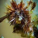 Carminita<br />Grupo Minero San Nicolás (Mina San Nicolás), Valle de la Serena, Comarca La Serena, Badajoz, Extremadura, España<br />2 mm<br /> (Autor: Borja Sainz de Baranda)