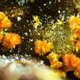 Karibibita; escorodita<br />Mina Alcantarilla, Encinilla Baja-Ventosilla, Belalcázar, Comarca Los Pedroches, Córdoba, Andalucía, España<br />5 mm<br /> (Autor: Borja Sainz de Baranda)