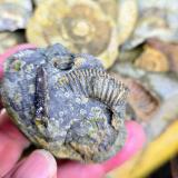 Pyritized fossil nodule<br /><br /><br /> (Author: Forrestblyth)