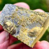 Pyrite secondary deposit<br /><br />10 cm<br /> (Author: Forrestblyth)