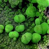 Conichalcite<br />Prevision Mine, De los Cocones Ravine, Fiñana, Comarca Los Filabres-Tabernas, Almería, Andalusia, Spain<br />FOV 5mm<br /> (Author: Carlos Pareja)
