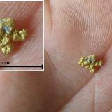 Gold<br />Mokelumne River, Amador County, California, USA<br />7 mm<br /> (Author: Tobi)