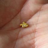 Gold<br />Mokelumne River, Amador County, California, USA<br />7 mm<br /> (Author: Tobi)