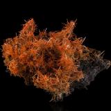 Crocoite<br />Adelaide Mine, Dundas mineral field, Zeehan District, West Coast Council, Tasmania, Australia<br />25 x 25 x 15 cm / main crystal: 3.5 cm<br /> (Author: MIM Museum)