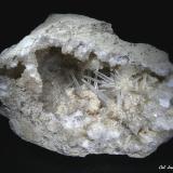 Celestina.<br />Ivorra, Comarca La Segarra, Lérida / Lleida, Cataluña / Catalunya, España<br />65x40 mm.<br /> (Autor: Jesus Franquesa Baucells)