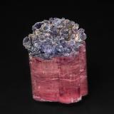 Elbaite<br />Stewart Mine, Tourmaline Queen Mountain, Pala, Pala District, San Diego County, California, USA<br />4.4 x 3.3 cm<br /> (Author: am mizunaka)