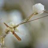 Yuanfuliita3 mm (Autor: Borja Sainz de Baranda)