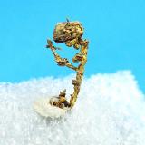 Native Gold<br />Tiglit, Assa-Zag Province, Guelmim-Oued Noun Region, Morocco<br />9 mm x 5.5 mm<br /> (Author: Don Lum)