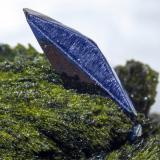 Azurite on Volborthite<br />Milpillas Mine, Cuitaca, Municipio Santa Cruz, Sonora, Mexico<br />Azurite crystal size: 1 × 0.3 cm<br /> (Author: Jordi Fabre)
