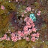 Heinrichita, Eritrita<br />Wittichen, Schenkenzell, Rottweil, Selva Negra, Baden-Württemberg, Alemania<br />Campo de visión 3 mm.<br /> (Autor: Antonio P. López)