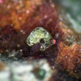Heinrichita, Eritrita<br />Wittichen, Schenkenzell, Rottweil, Selva Negra, Baden-Württemberg, Alemania<br />Cristal de 2 mm.<br /> (Autor: Antonio P. López)