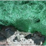 Malachite with BaryteMina Milpillas, Cuitaca, Municipio Santa Cruz, Sonora, México120 mm x 80 mm x 50 mm (Author: silvia)