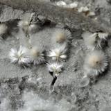 Dawsonite<br />Siele Mine, Amiata Mountain, Piancastagnaio, Siena Province, Tuscany, Italy<br />FoV ca. 2 x 1,5 cm<br /> (Author: Volkmar Stingl)
