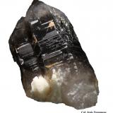Cuarzo (variedad ahumado).Mas Sever Quarry, Massabè (Mas Ceber), Sils, Comarca La Selva, Gerona / Girona, Catalonia / Catalunya, Spain60x30 mm. (Autor: Jesus Franquesa Baucells)