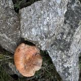 Gneis<br />Rocabruna, Camprodon, Comarca Ripollès, Gerona / Girona, Cataluña / Catalunya, España<br /><br /> (Autor: Emilio Téllez)